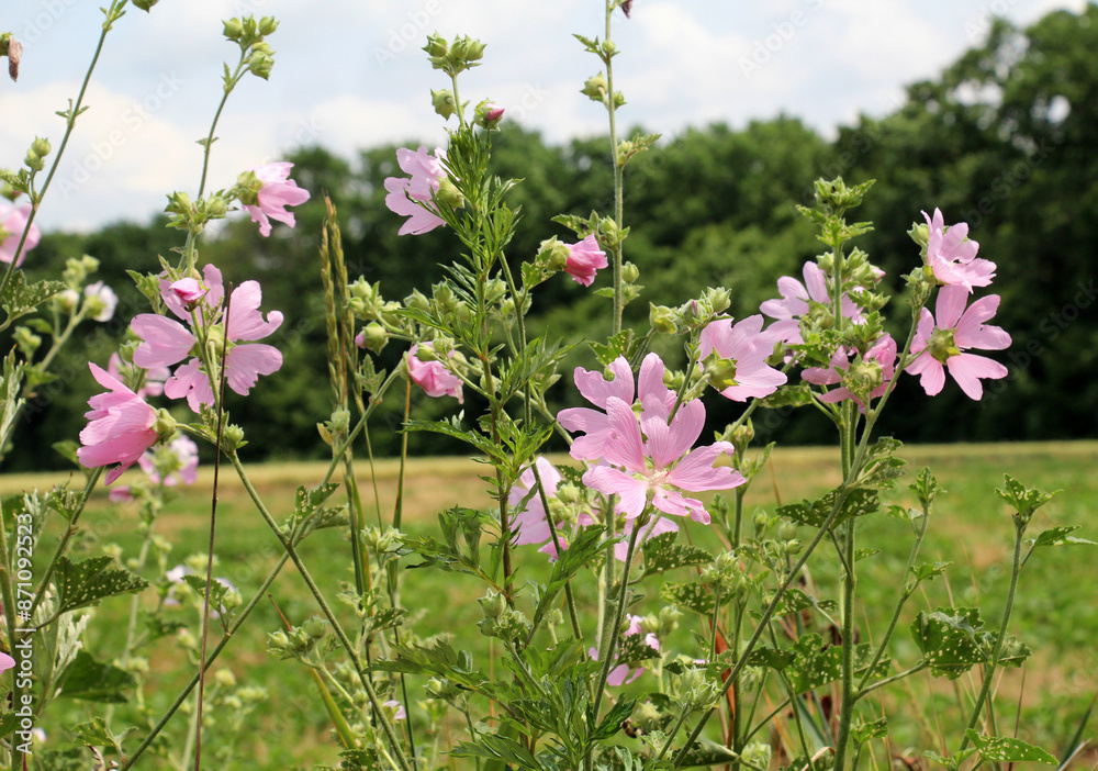 Malva thuringiaca (Lavatera thuringiaca) blooms in nature Malva thuringiaca (Lavatera thuringiaca) blooms in nature