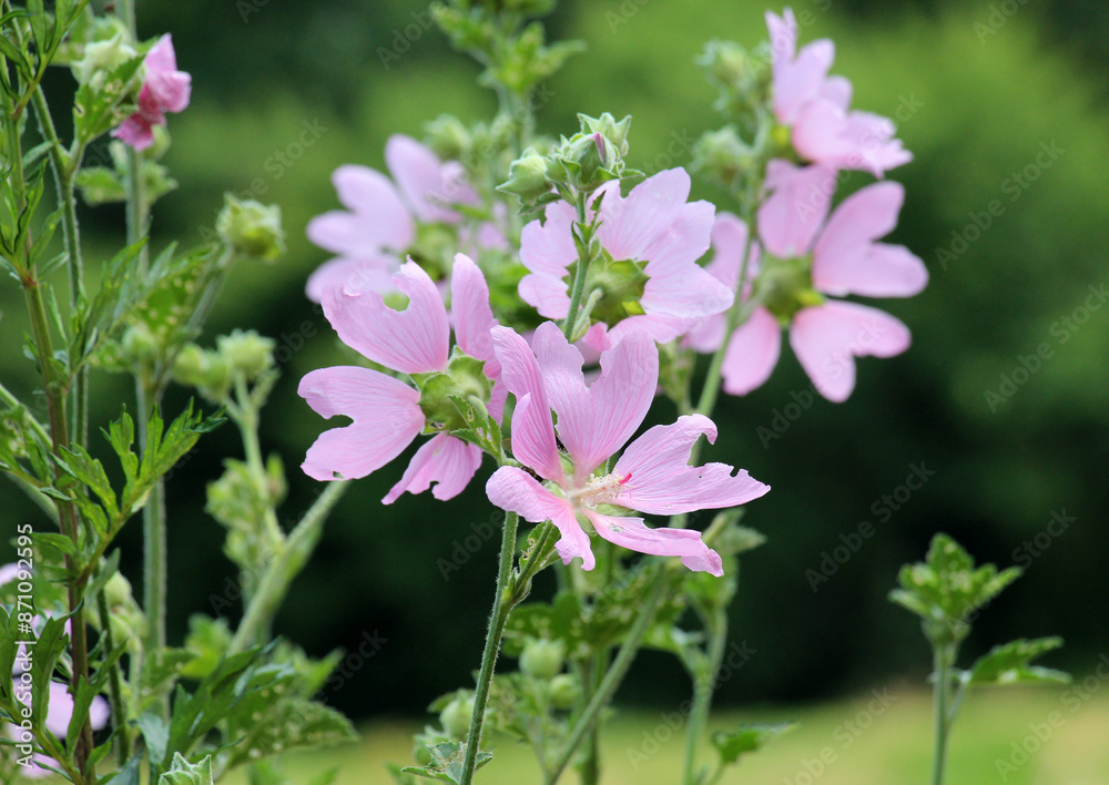 Malva thuringiaca (Lavatera thuringiaca) blooms in nature Malva thuringiaca (Lavatera thuringiaca) blooms in nature