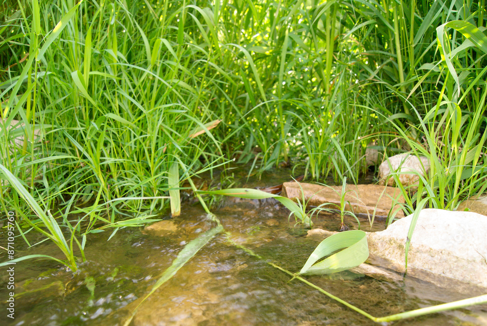 Grassy Creek Bed on a Sunny Day Grassy Creek Bed on a Sunny Day