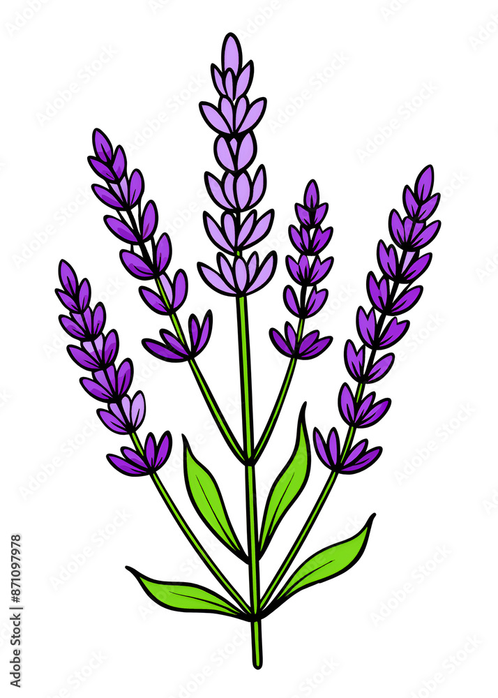 Fototapeta premium vector illustration of lavender flowers