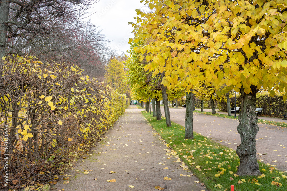 Naklejka premium A path with trees on either side and a bench on the right