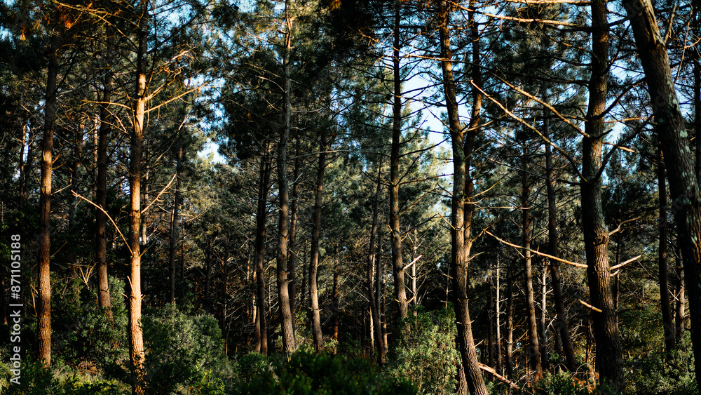 Obraz premium forêt pin