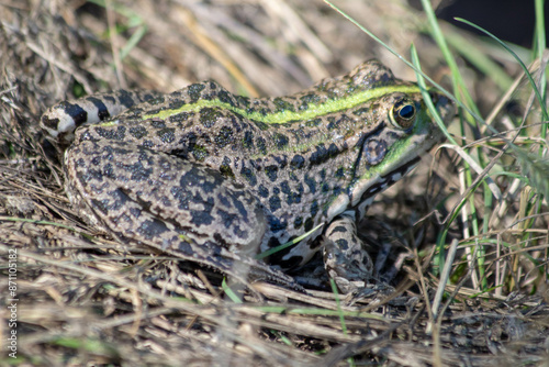 frog in the grass