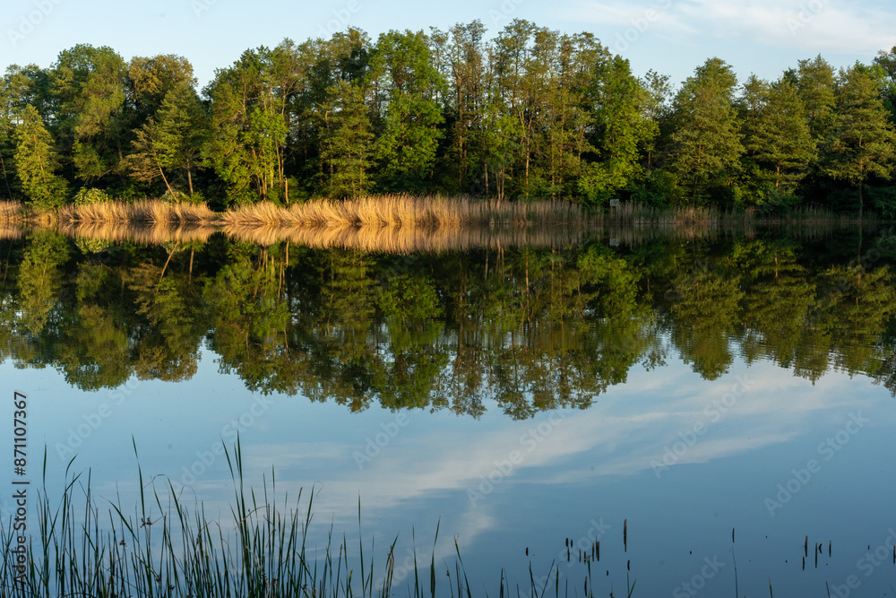 Reflection of trees in a mirror clear and calm lake on a sunny summer evening. Harmony and tranquility, meditation in nature. High quality photo Reflection of trees in a mirror clear and calm lake on a sunny summer evening. Harmony and tranquility, meditation in nature. High quality photo