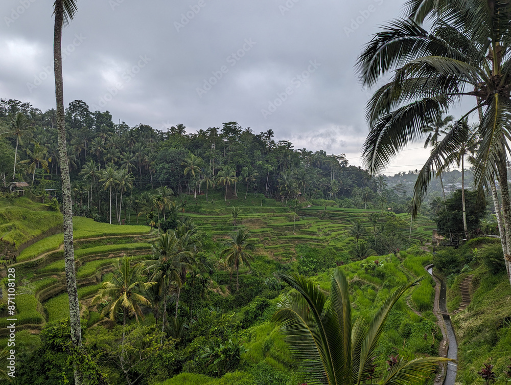 Obraz premium View of the rice terraces in Ubud