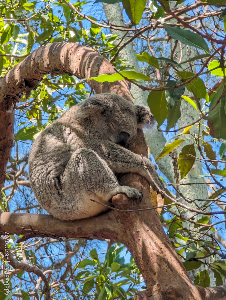 Fototapeta premium Koala sleeping on a tree