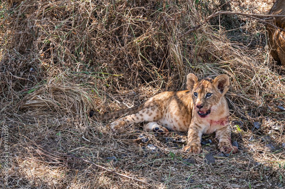 Fototapeta premium Rest after meal