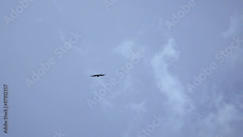 big bird flies in the blue sky with clouds