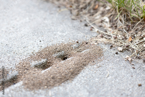 Pavement ants. Ant hill on the patio