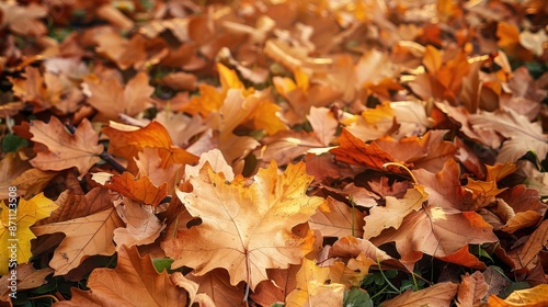 A vibrant carpet of autumn leaves, showcasing a variety of warm and inviting colors, from deep oranges to bright yellows, covering the ground in an enchanting seasonal display.