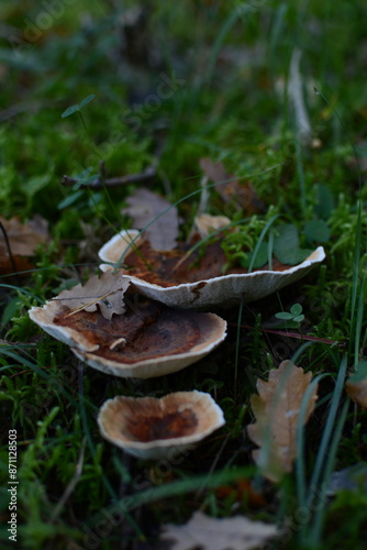 Hydnellum concrescens
