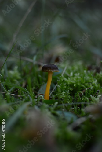 Craterellus tubaeformis
