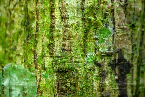 The bark of a panama rubber tree, Castilla elastica