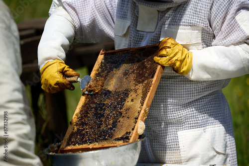 Beekeepers in costumes collect bee honey from evidence. High quality photo