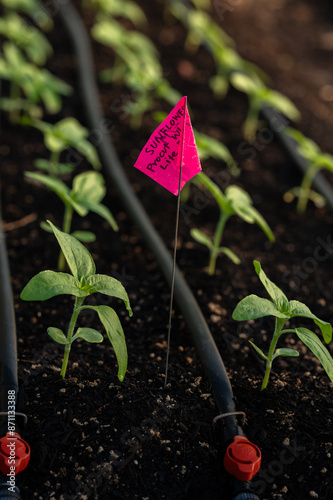 Line of sunflowers with their variety printed next to them photo