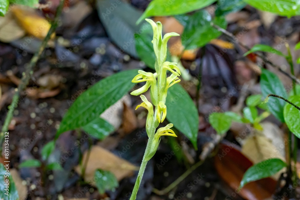 The orchid species Sarcoglottis acaulis The orchid species Sarcoglottis acaulis