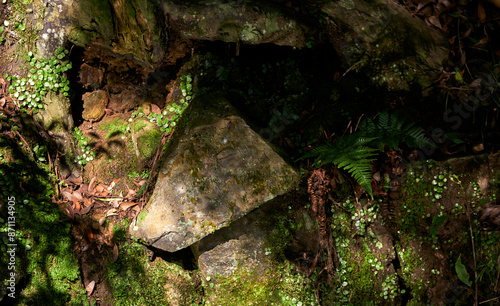 Closeup of mottled green moss field in primeval forest