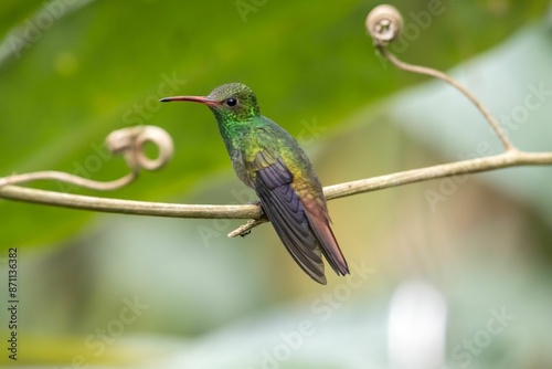 Rufous-tailed hummingbird, Amazilia tzacatl