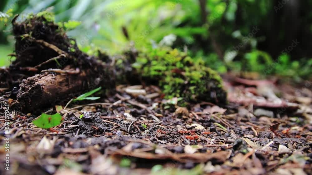 Ants searching for food and carrying leaves in a rainy tropical forest Ants searching for food and carrying leaves in a rainy tropical forest