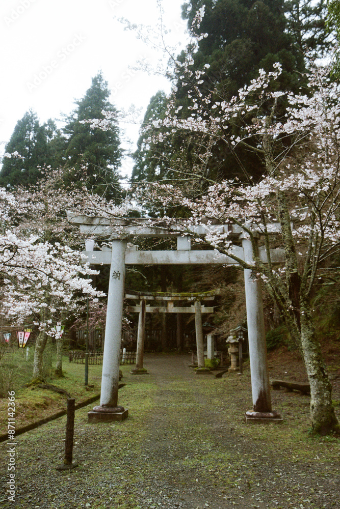 Traditional Japanese gate in the park in Japan in spring Traditional Japanese gate in the park in Japan in spring