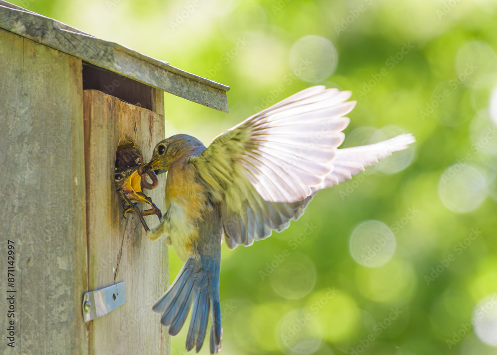 Obraz premium Eastern Bluebird,Sialia sialis, feeding its chick a worm while holding its beak open with foot claw.