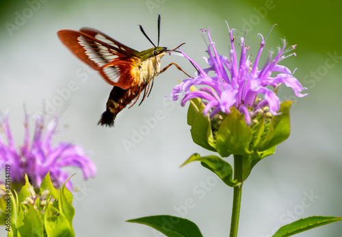 Hummingbird clearwing moth gathering nectar from a bee balm flower