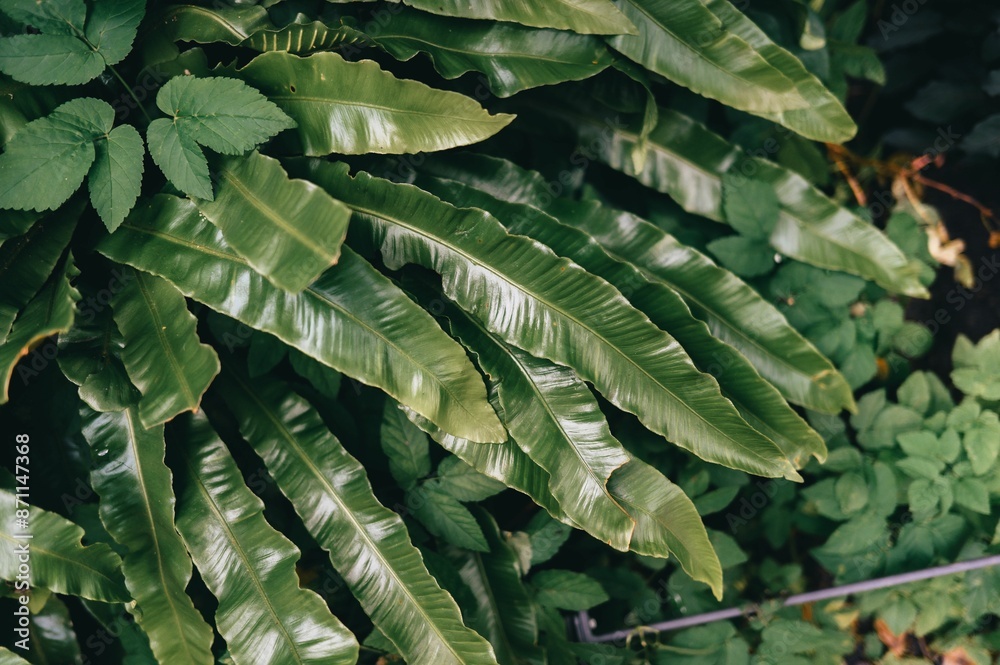Fototapeta premium Close-up of lush green tropical leaves with a variety of textures and shapes