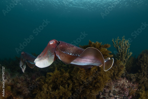 Australian Giant Cuttlefish photo