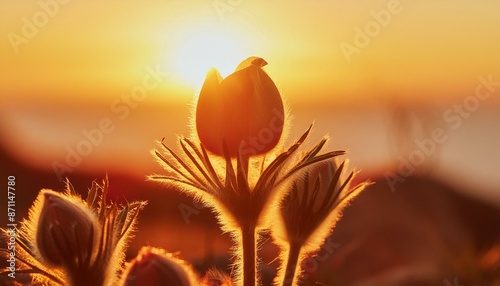 A time-lapse of a flower blooming and wilting under different environmental conditions. photo