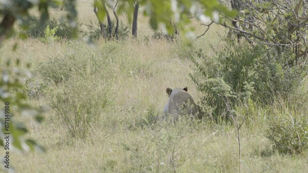 Lion Sitting in Dense Brush in African Savanna Turns around to camera Lion Sitting in Dense Brush in African Savanna Turns around to camera
