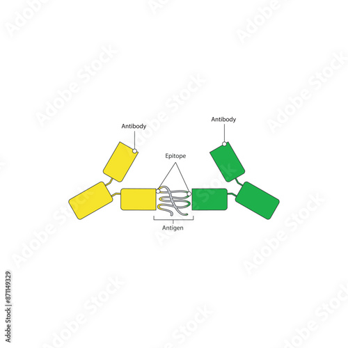 Diagram of antigen, antibody, epotope complex - component of immune system - schematic simple illustration skeletal structure diagram. compound molecule scientific illustration.