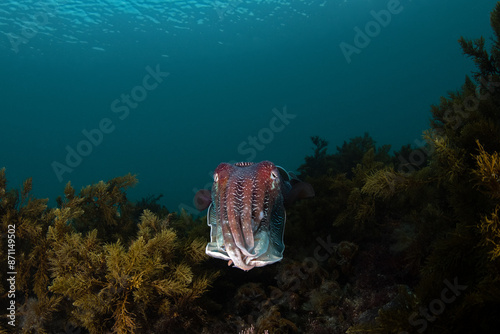 Australian Giant Cuttlefish photo