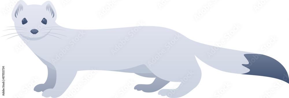 Fototapeta premium Stoat or Eurasian ermine realistic vector illustration. Cute weasel color graphic isolated on white background. Arctic animal.