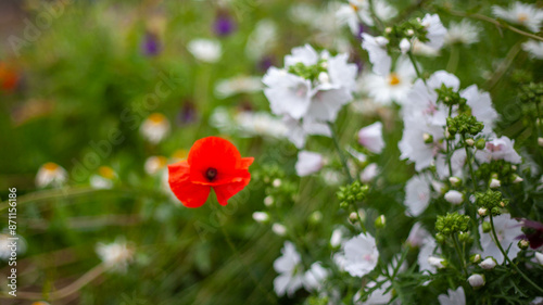 Blurry allotment flowers photo