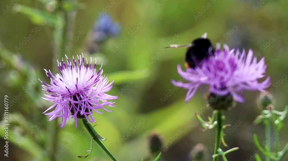 Close-up of a bee on a purple flower with a soft, blurred background Close-up of a bee on a purple flower with a soft, blurred background