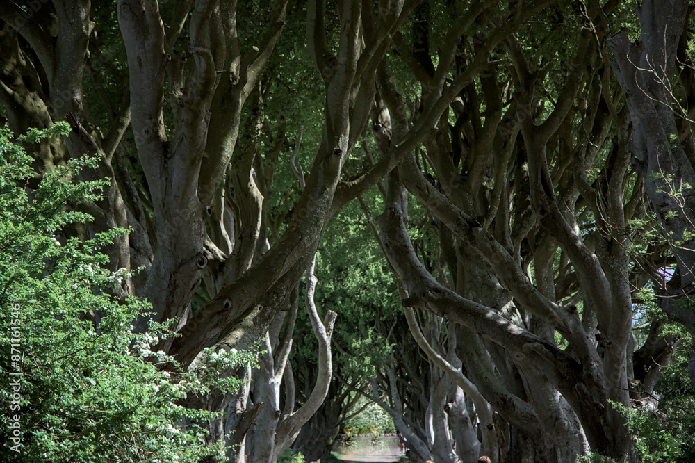 The Dark Hedges
