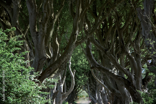Obraz na płótnie The Dark Hedges w salonie