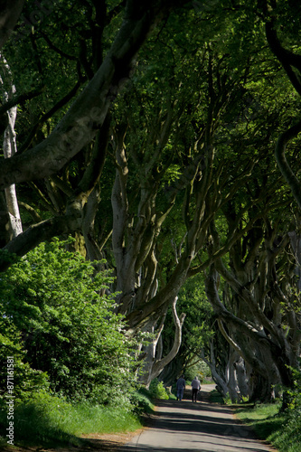 Obraz na płótnie The Dark Hedges w salonie