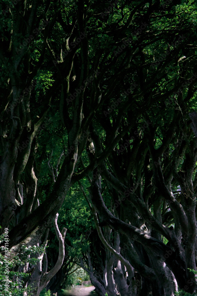 The Dark Hedges