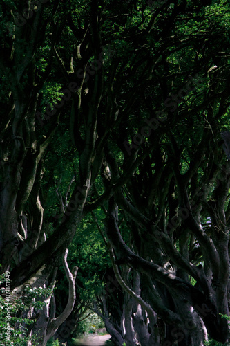 Obraz na płótnie The Dark Hedges w salonie
