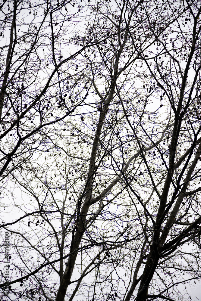 A stark winter scene featuring the intricate silhouettes of bare tree branches against a cloudy sky. Abstract image made with the silhouettes of the branches of bare trees. A stark winter scene featuring the intricate silhouettes of bare tree branches against a cloudy sky. Abstract image made with the silhouettes of the branches of bare trees.