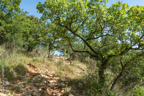 un chemin au milieu de la garrigue du sud de la France