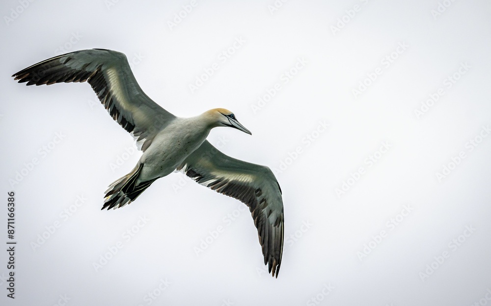 Northern gannet at Bempton Cliffs in flight Northern gannet at Bempton Cliffs in flight