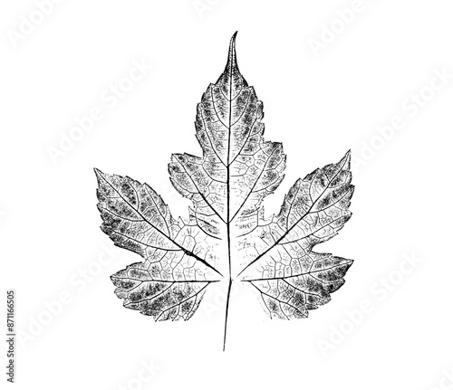 Black and white ink stamp imprint of a leaf or plant with organic texture. Isolated leaf print for floral art or pattern