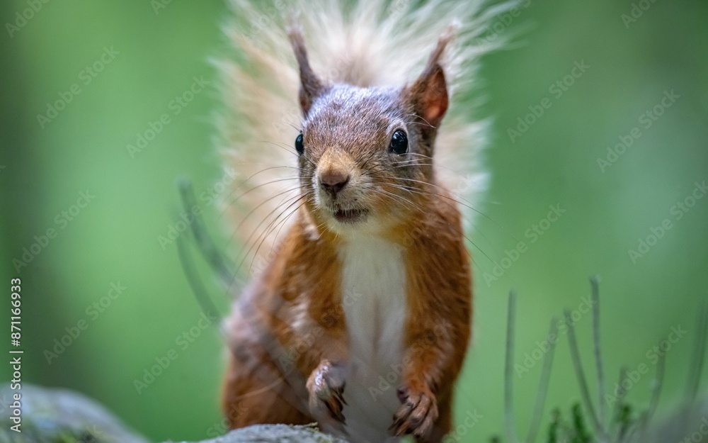 a curious red squirrel in a forest with a blurred green background a curious red squirrel in a forest with a blurred green background