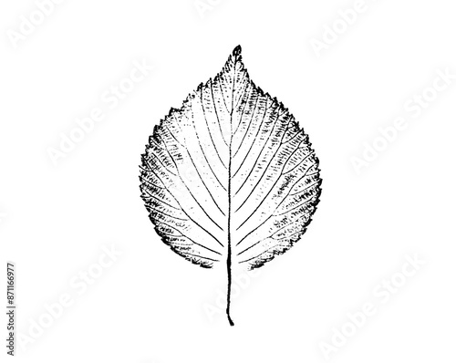 Black and white ink stamp imprint of a leaf or plant with organic texture. Isolated leaf print for floral art or pattern
