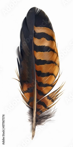 Feather Pheasant. Isolated Long Striped Black and Brown Feather from Bird