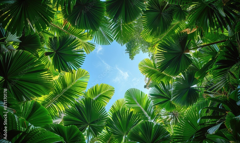 View from Below in a Rainforest: Palm Leaves and Sunlit Sky View from Below in a Rainforest: Palm Leaves and Sunlit Sky
