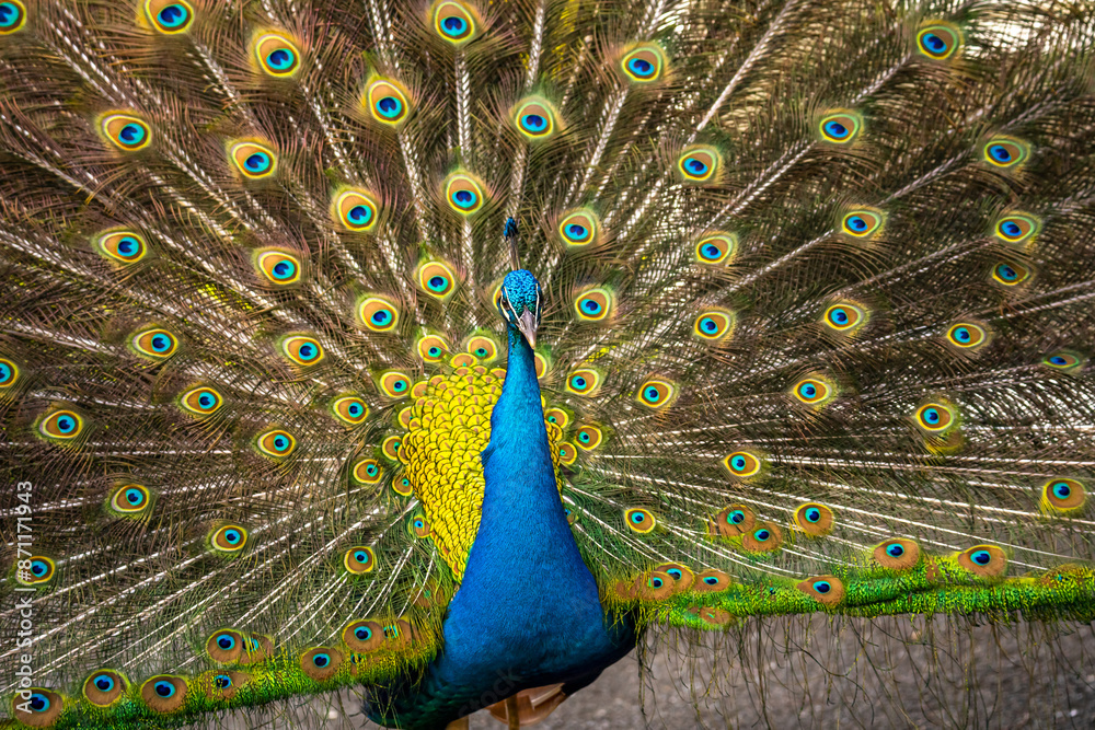 Naklejka premium Indian Peafowl (Pavo cristatus) with an open tail. 