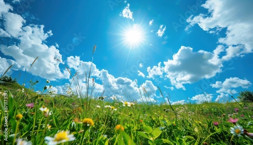 Fototapeta Naklejka Na Ścianę i Meble -  A worms eye view of a lush green meadow dotted with wildflowers